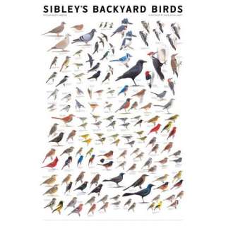  Sibleys Backyard Birds: Eastern North America 
