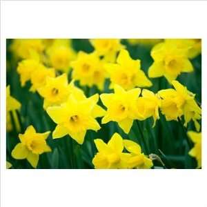 12 Large Yellow Tamara Daffodil Flower Bulbs:  Grocery 