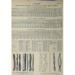  C1890 Cotton Flax Indian American Egyptian Growth Chart 