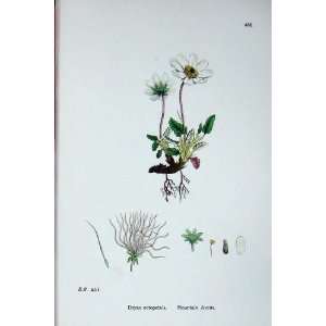  : Botany Plants C1902 Mountain Avens Dryas Octopetala: Home & Kitchen