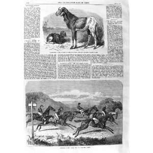   : 1866 Long Eared African Sheep Salisbury Horse Race: Home & Kitchen
