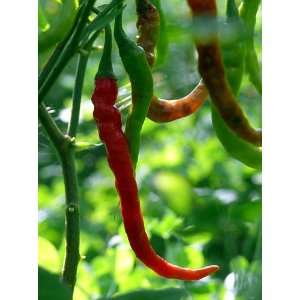   Finger Hot Indian Pepper 4 Plants   Very Hot Patio, Lawn & Garden