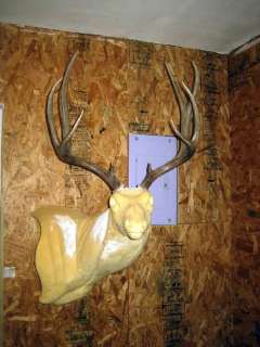 TALL DARK 5x4 MULE DEER RACK antlers whitetail hunt elk  