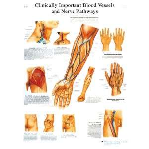 Clinically Important Blood Vessel and Nerve Pathways Laminated Poster 