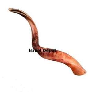  Kudu Yemenite Horn Kosher Shofar Polished Natural 31 inch 