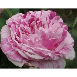  Tricolore de Filandre Rose Seeds Packet: Patio, Lawn 