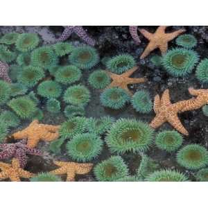  Starfish and Sea Anemones in Tidepool, Olympic National 