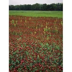  Meadow of Crimson clover, Boone County, Arkansas, USA 