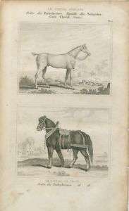 1835 Print Buffon English Horse Draft Horse  