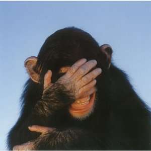  (7x7) Tim Davis Embarrassed Chimpanzee Greeting Cards 12 