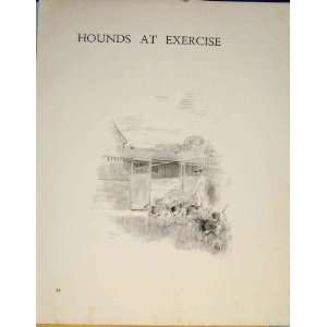  Hounds Exercise Kennel Dog Walk Edwards Old Print C1936 
