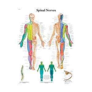 Spinal Nerves   Anatomical Chart:  Industrial & Scientific