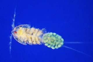 ReefPods  Copepods  Tisbe Live Aquacultured Copepods   8oz  