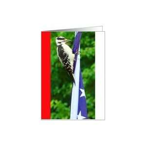  Political, Hairy Woodpecker on American Flag Card Health 