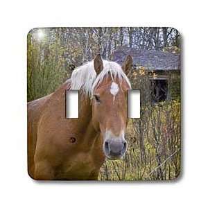  VWPics Horses   Horse waits patiently beside old abandoned 