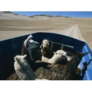  Llamas and Alpacas Ride in Style Across Perus High Desert 