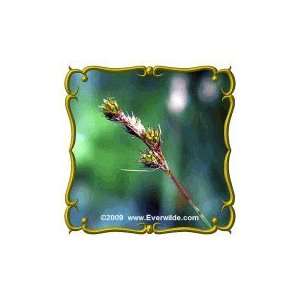  Fox Sedge (Carex stipata) Jumbo Wild Grass Seed Packet 