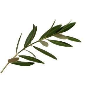  Olive Leaf C/S Wildcrafted 8 oz