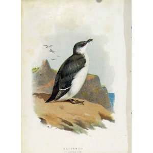  C1883 Thorburn Wild Birds Color Old Print Razorbill Art 