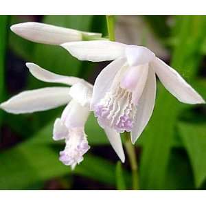 White Japanese Hyacinth Orchid Bletilla Grocery & Gourmet Food