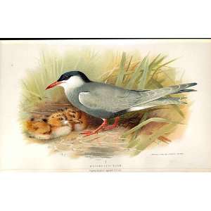  Whiskered Tern Lilfords Birds 1885 97 By A Thorburn