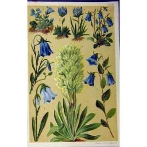   Werner Germany C1885 Botanical Flowers Bluebells Print