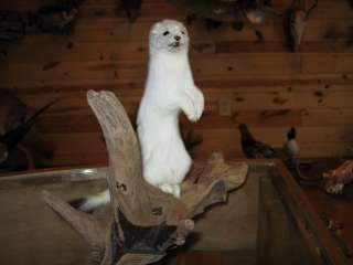   Adorable Weasel Ermine Taxidermy Mount Art Wildlife  No Reserve