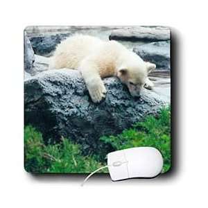   Yours Bears   Curious Polar Bear Cub   Mouse Pads Electronics