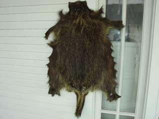 Porcupine Pelt w/f4ft. clws taxidermy hide skin quills  