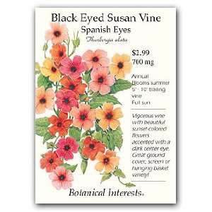  Black Eyed Susan VIne Spanish Eyes Seeds: Patio, Lawn 