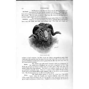 NATURAL HISTORY 1894 HEAD MERINO RAM SHEEP ANIMAL 