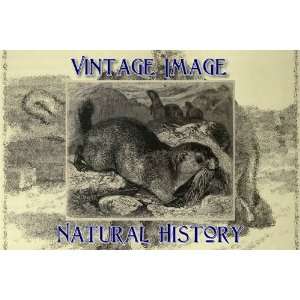   Gift Tags Vintage Natural History Image Alpine Marmot