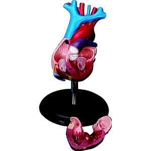  Human Body Models  Human Heart Toys & Games