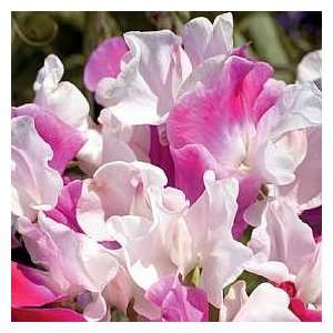  Melody Rose Sweet Pea   25 Seeds   Lathyrus Patio, Lawn 