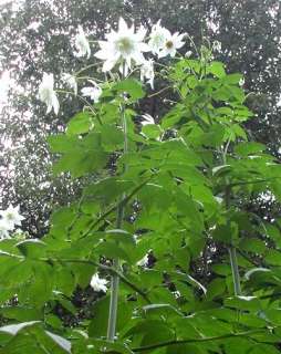 HUGE Tree Dahlia   20 feet tall   Rare DOUBLE WHITE  