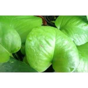  Pothos Plant   Green Variety (Epipremnum) 
