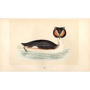   British Birds 1St Ed Morris 1851 Great Crested Grebe