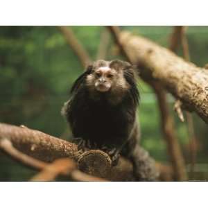  A Black Tufted Ear Marmoset Clings to a Tree Branch 