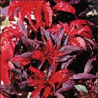 Amaranthus Molten Fire 25 Seeds*Crimson & Maroon Beauty  