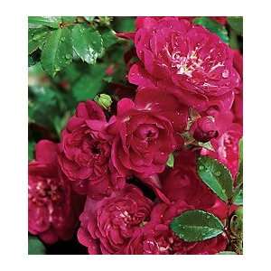  Garden Ease Fairy Queen Shrub Rose, Set of 3 Patio, Lawn 