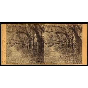   Bonaventura Cemetery,Savannah,Ga. Avenue of live oaks