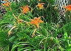 Large Daylily Hemerocallis Orange Day Lily Flower Perennial Live 