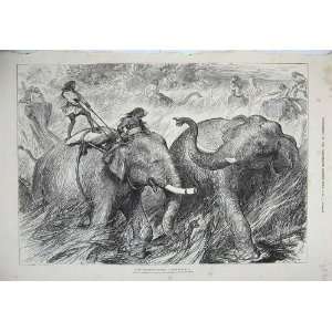  1876 Tame Elephants Hunting Wild Men India Country
