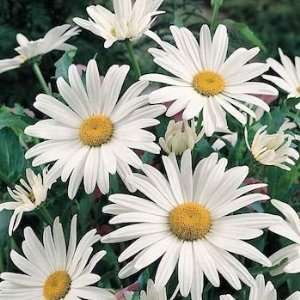  English Daisy (Bellis Perennis) Single White Seed   1 oz 