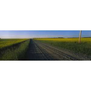  Country Road Passing Through a Field, Millet, Alberta 