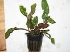RED CRYPT Wendtii Potted LOW LITE LIVE AQUATIC PLANT