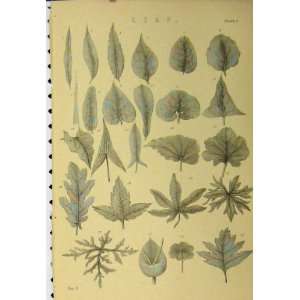   C1890 Leaves Nature Trees Shapes Types Leaf Old Print