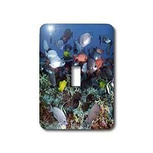 Florene Underwater Animals   Tropical Coral Reef Fish   Light Switch 