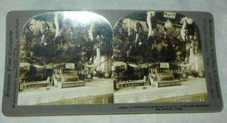 1909 STEREOVIEW CARD COLLECTION OF HORNS SAN ANTONIO  