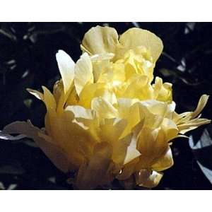  Goldmine Peony   Fully Double Yellow  First True Yellow 